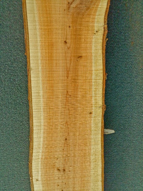 Alburno e durame legno di Tasso
